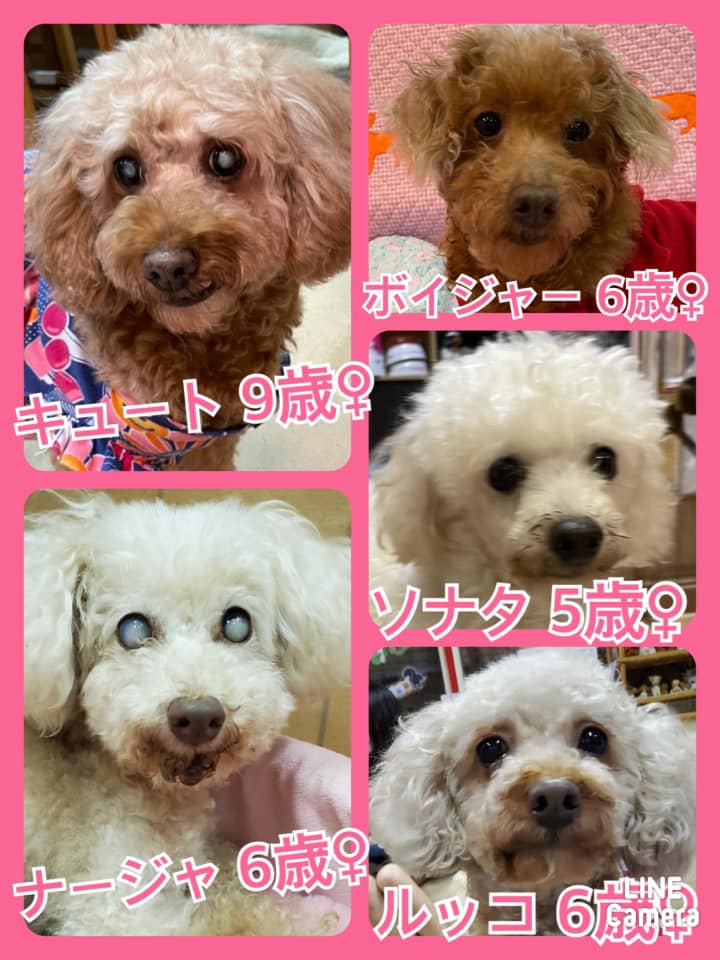 🐾今日の里親様募集中ワンコ🐶メンバーです🐾2021,9,2